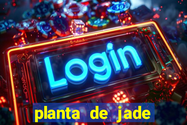 planta de jade significado espiritual